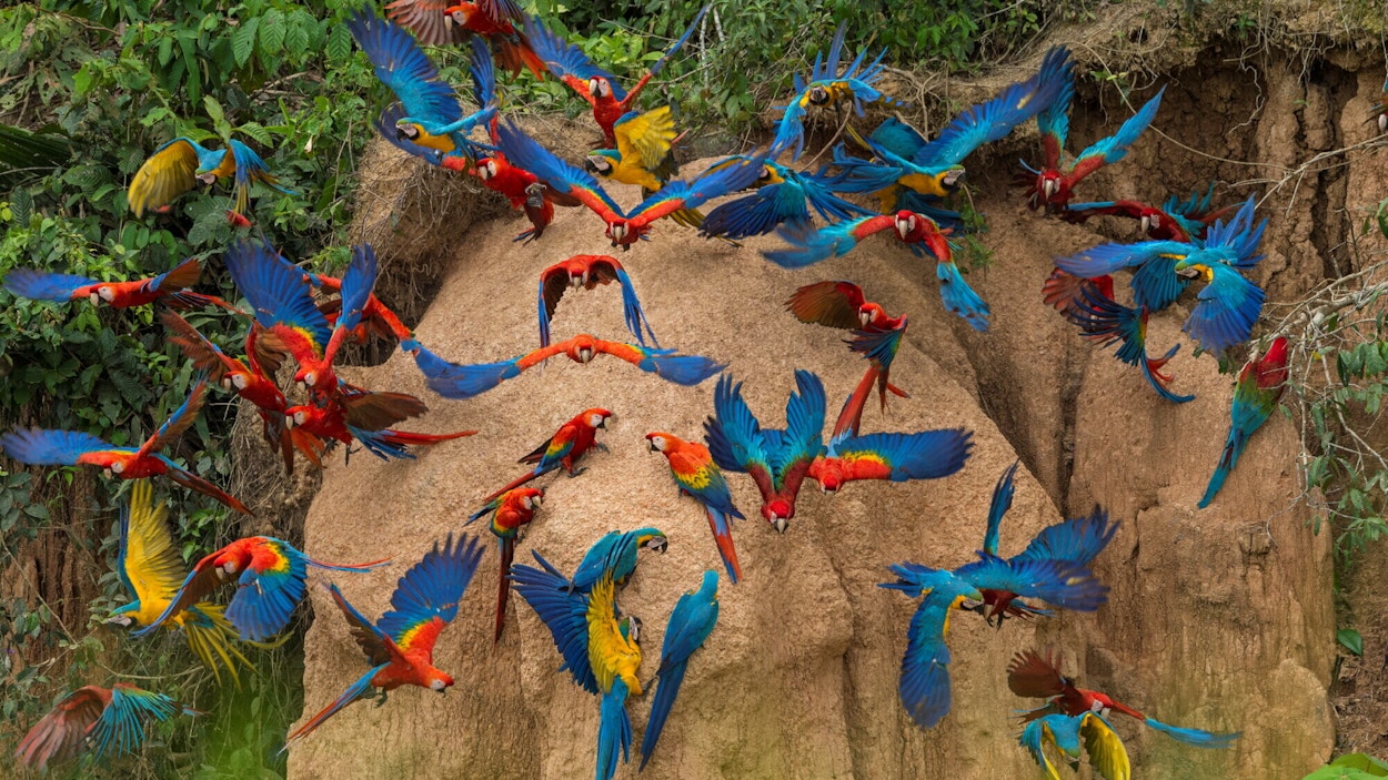 Papegøyer spiser av en klippe med leire i regnskogen. Foto.