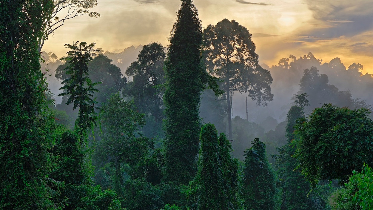 rainforest at sunset