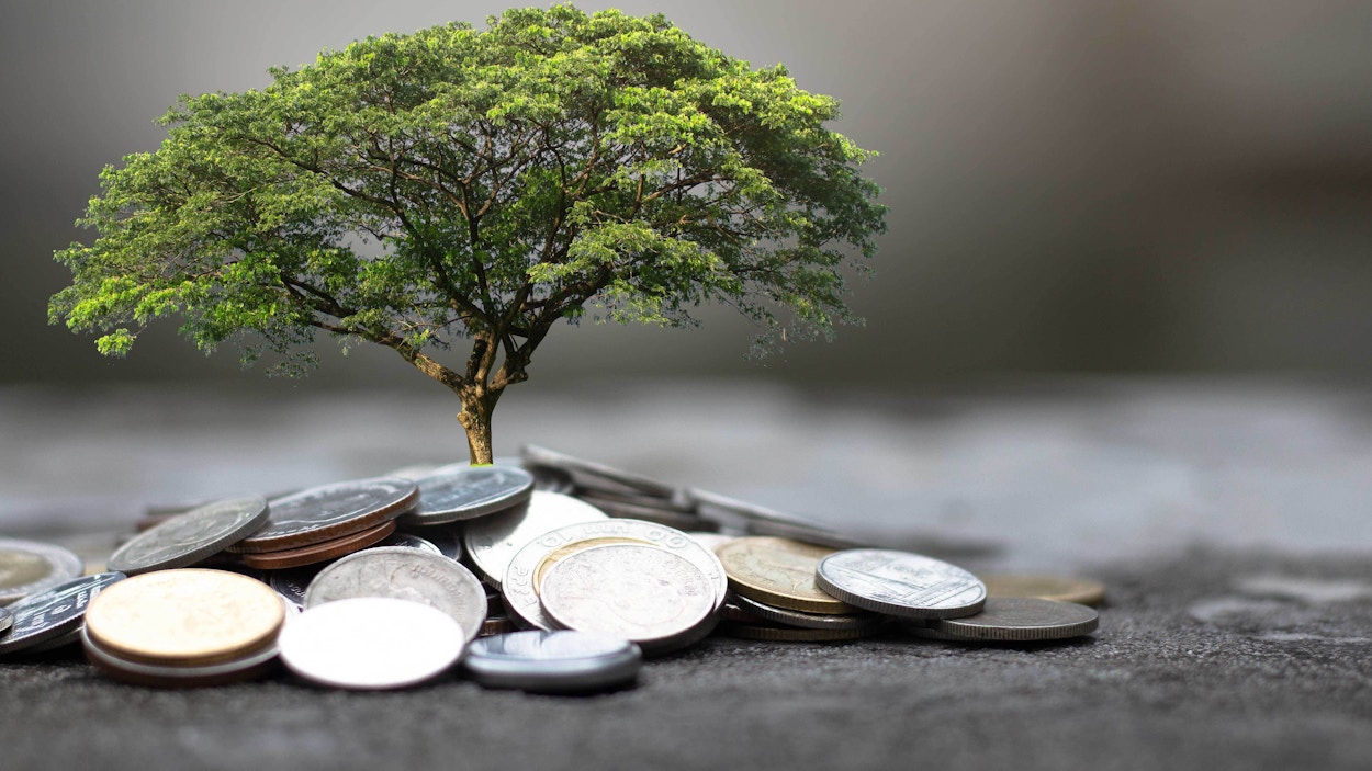 Tree growing from a pile of coins. Photo.